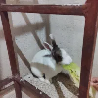 خرگوش