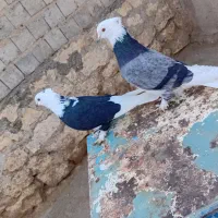 کبوتر|پرنده|محمدیار, |دیوار