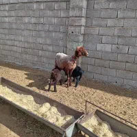 میش افشاری جوان دوقلو