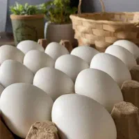 فروش و پخش تخم مرغ عمده خرده