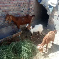 بز‌مری ‌با‌دوتا‌کره‌بزرگ‌‌