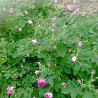 گل محمدی (یاش قزل گل)