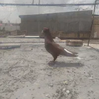 کفتر سرخ دم سفید