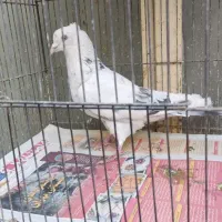 کبوتر پرشی هم جوجه هم بالغ