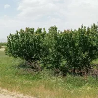 باغ بر اتوبان زیر قیمت منطقه