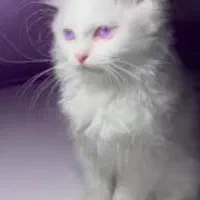 گربه DLH|گربه|شیراز, سرو|دیوار