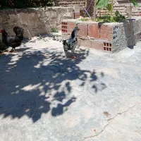 مرغ گلین