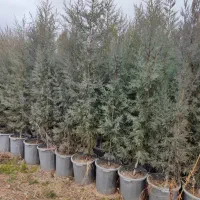 سروکاج وگیاهان زینتی