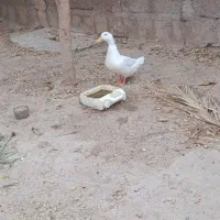 اردک.گتوند