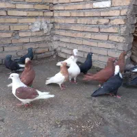 کبوتر ۲۵رنگی دورگ دوری سفت