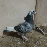 مسافتی ن|پرنده|نقده, |دیوار