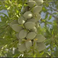 نهال مقام به یخ زدگی با باردهی بالا