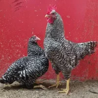 مرغ و خروس امروک