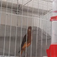باسلام قناری نروماده وجفت خورده