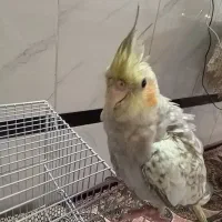 عروس هلندی گلباقالی
