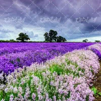 معاوضه زمین با خودرو
