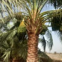 تخصصی|خدمات باغبانی و درختکاری|فهرج, |دیوار