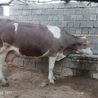 گاو بور 8ماهو نیم ابستن