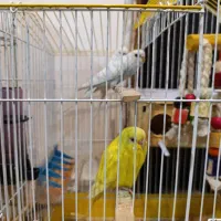 یه جفت  مرغ عشق بایه جوجه خودش دونه میخوره