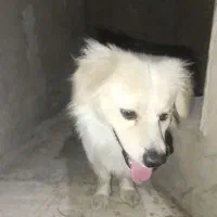 پسر سگی