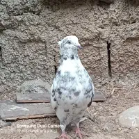 کبوتر