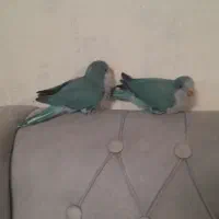 جوجه راهب مخصوص دستی کردن