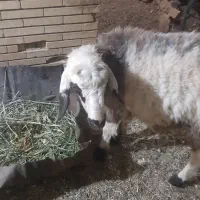 بره ماده