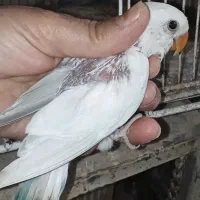جوجه کوتوله وجوجه عروس هلندی