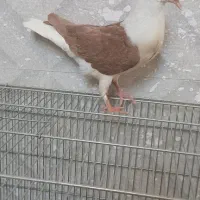 جوجه دوبالی زرد