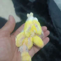 جوجه کوتوله سرلاکی دو دانه سالم و دورشت