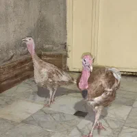 بقلمون
