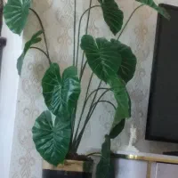 گل بابا آدم با گلدان