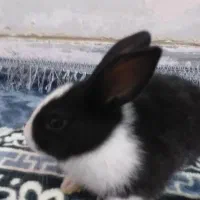خرگوش