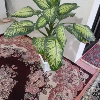 گل شمشیری و دیفن باخیا