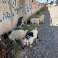 ۷عددبرغاله نرکم وزن مخصوص قربانی