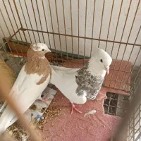کبوتر بهبهانی طوقی کله
