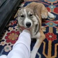 واگذاری غیر رایگان میکس آکیتا هاسکی