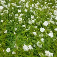 فروش عمده گل و گیاه طبیعی