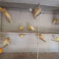 قناری پرتقالی ، لیمویی ، طلایی