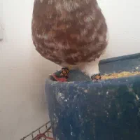کبوتر
