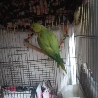 طوطی سبز ملنگو