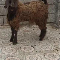 فروش برغاله