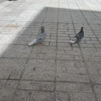 جفت جوجه دم سفید