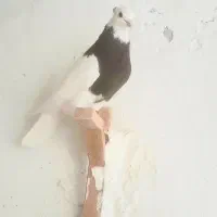 طوقی کرمانشاهی لامرد