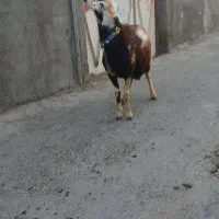 قوچ شیره دار یه دستی