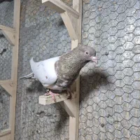 کبوتر چپمگسی کله مشکی صید