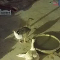 غاز ماده و نر.