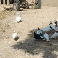 کبوتر طوقی مایدوم