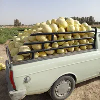 تخم خربزه سفیدک ضمانتی