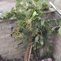 گل کاکتوس